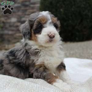 Luna, Mini Bernedoodle Puppy